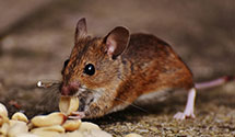 24 Hour & Emergency Exterminators in Purgitsville, WV